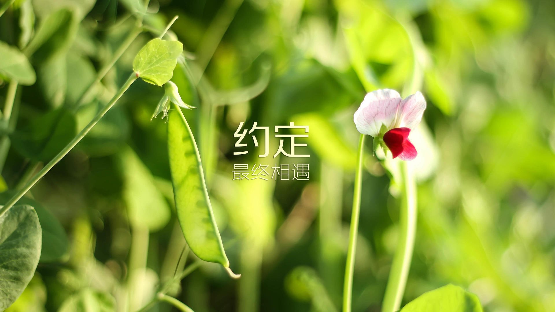 开云体育视频直播-五大联赛“追分大战”：追逐冠军的激烈角逐